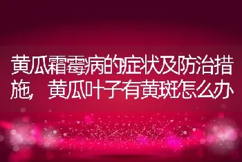 黄瓜霜霉病的症状及防治措施