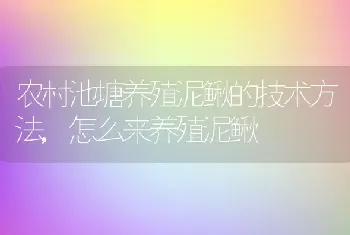 农村池塘养殖泥鳅的技术方法