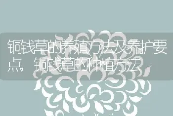 铜钱草的养殖方法及养护要点