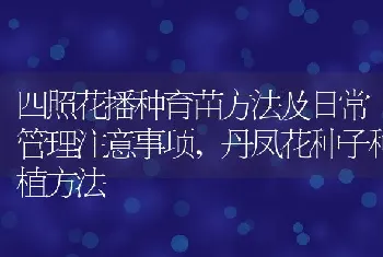 四照花播种育苗方法及日常管理注意事项