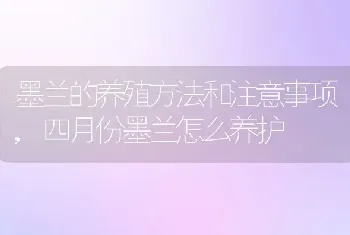 墨兰的养殖方法和注意事项