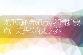 龙爪菊的养殖方法和养护要点