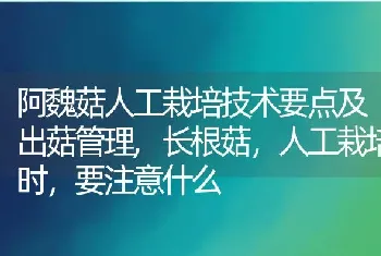 阿魏菇人工栽培技术要点及出菇管理