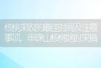 核桃采收的最佳时间及注意事项