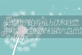 香水百合的养殖方法及注意事项