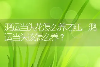 鸿运当头该怎么养