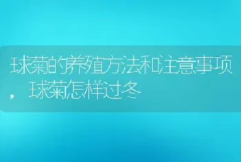 球菊的养殖方法和注意事项