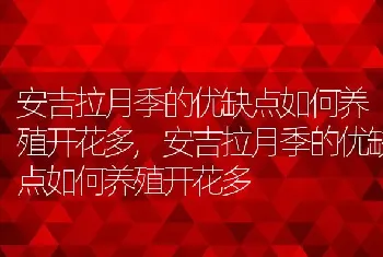 安吉拉月季的优缺点如何养殖开花多