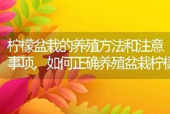 柠檬盆栽的养殖方法和注意事项