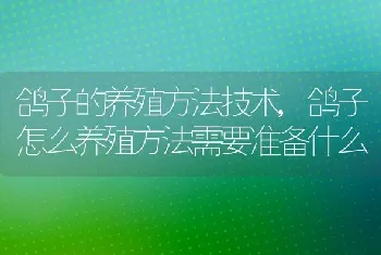 鸽子的养殖方法技术