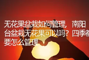 南阳台盆栽无花果可以吗四季都要怎么管理