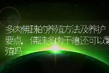 多肉佛珠的养殖方法及养护要点