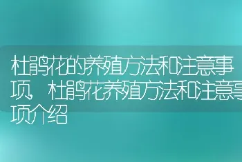 杜鹃花的养殖方法和注意事项