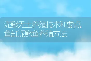 泥鳅无土养殖技术和要点