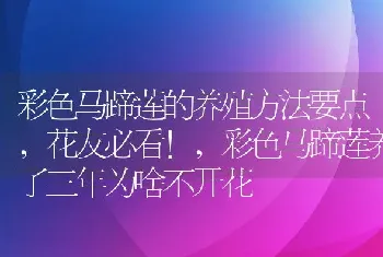 彩色马蹄莲的养殖方法要点