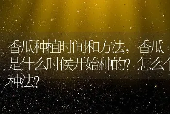 香瓜是什么时候开始种的怎么个种法？