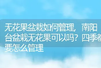 南阳台盆栽无花果可以吗四季都要怎么管理