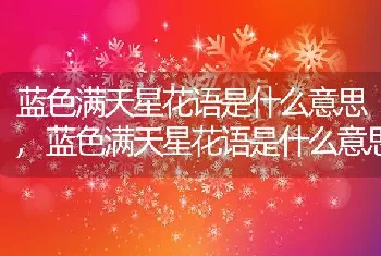 蓝色满天星花语是什么意思