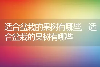 适合盆栽的果树有哪些