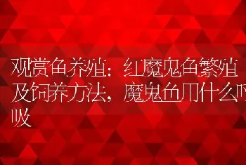 观赏鱼养殖:红魔鬼鱼繁殖及饲养方法