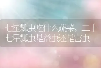 七星瓢虫吃什么蔬菜