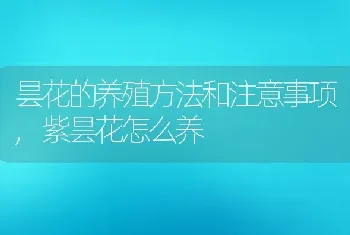 昙花的养殖方法和注意事项