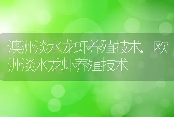 澳洲淡水龙虾养殖技术