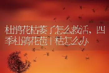 杜鹃花枯萎了怎么救活