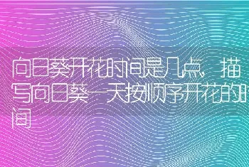 向日葵开花时间是几点