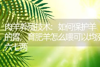 肉羊养殖技术:如何保护羊的胃