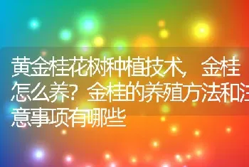 金桂怎么养金桂的养殖方法和注意事项有哪些