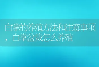 白掌的养殖方法和注意事项