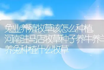 兔业养殖牧草该怎么种植