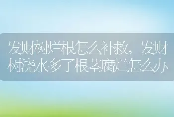 发财树烂根怎么补救