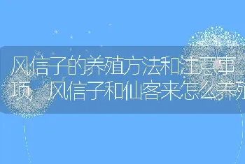 风信子的养殖方法和注意事项