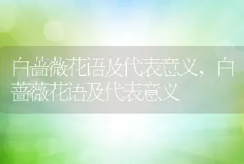 白蔷薇花语及代表意义