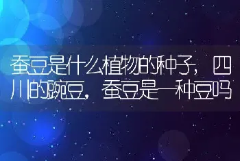 蚕豆是什么植物的种子