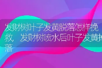 发财树叶子发黄脱落怎样挽救