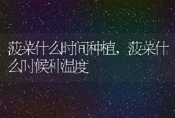 菠菜什么时间种植