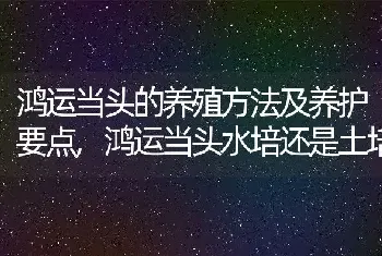 鸿运当头的养殖方法及养护要点