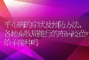 羊布病的症状及预防方法