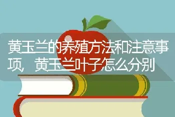 黄玉兰的养殖方法和注意事项