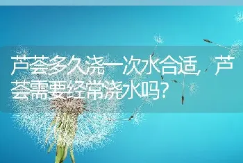 芦荟需要经常浇水吗