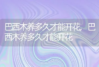 巴西木养多久才能开花