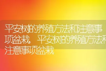 平安树的养殖方法和注意事项盆栽