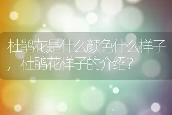 杜鹃花样子的介绍