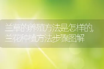 兰草的养殖方法是怎样的