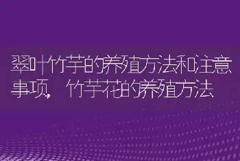 翠叶竹芋的养殖方法和注意事项