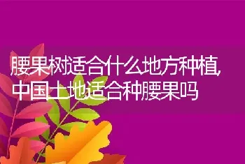 腰果树适合什么地方种植