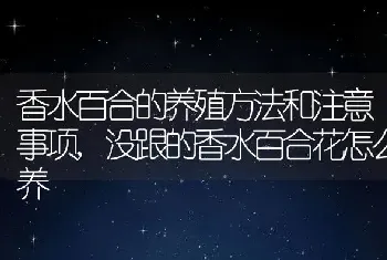 香水百合的养殖方法和注意事项